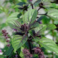 Unique Cinnamon Basil 200 Seeds Vesta Market