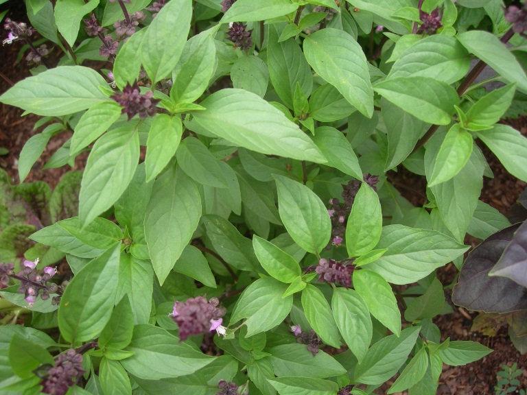 Unique Cinnamon Basil 200 Seeds Vesta Market