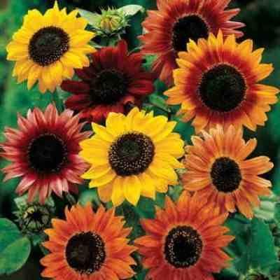 Sunflower Variety Mix 50 seeds Vesta Market