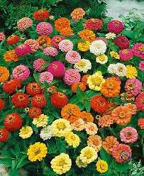 Zinnia Carousel Mixed Colors 50 Flower Seeds Vesta Market