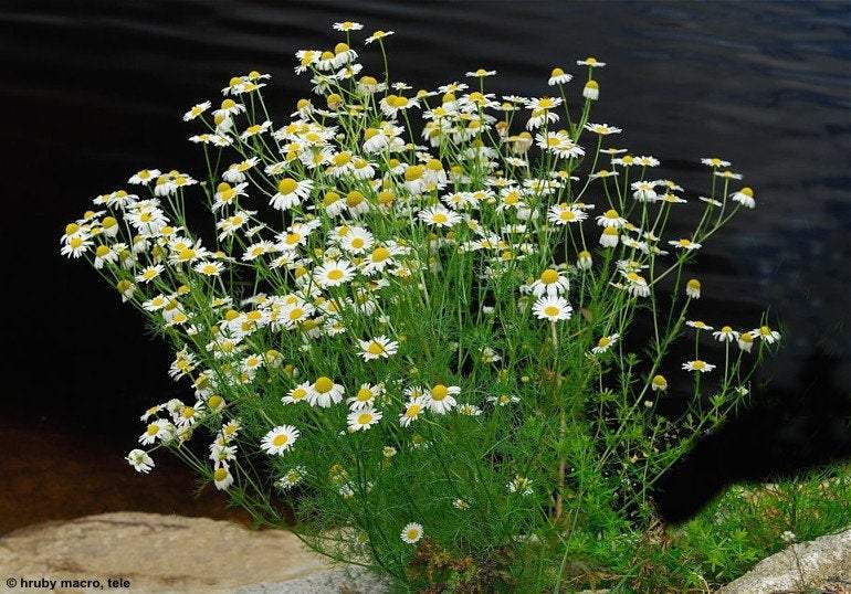 Chamomile 200 seeds - Vesta Market