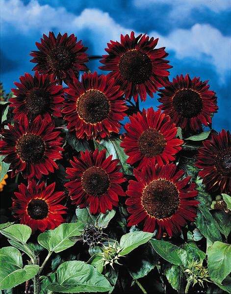 Ornamental Sunflower Red Sun 10 seeds - Vesta Market