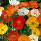 Siberian Poppy Mixed Colors 500 Seeds Vesta Market