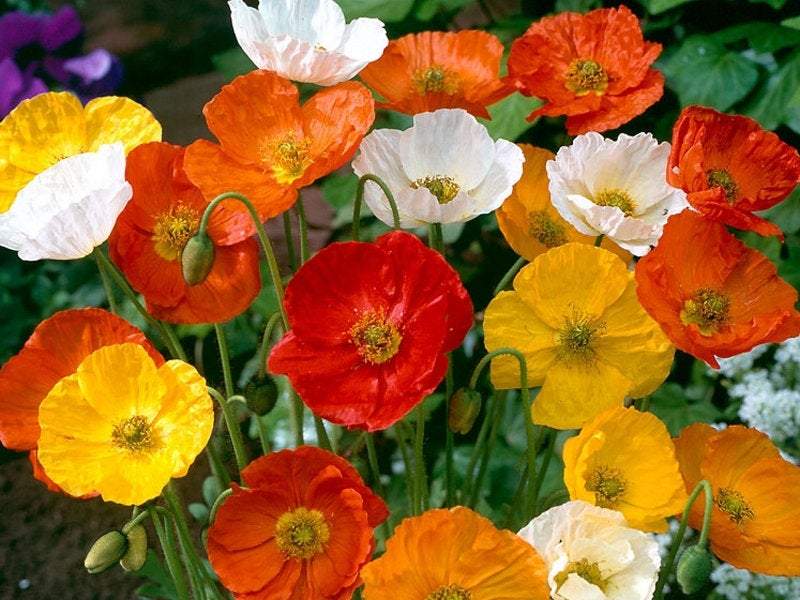 Siberian Poppy Mixed Colors 500 Seeds Vesta Market