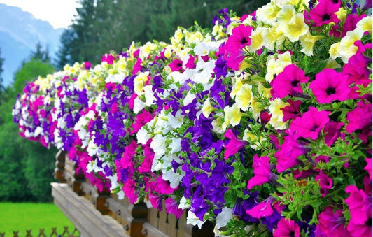 Garden Petunia - Mix colors 25 seeds - Vesta Market