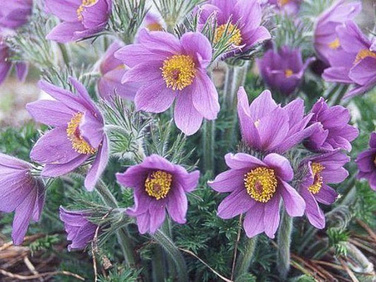 Pasqueflower Purple 100 Seeds - Vesta Market