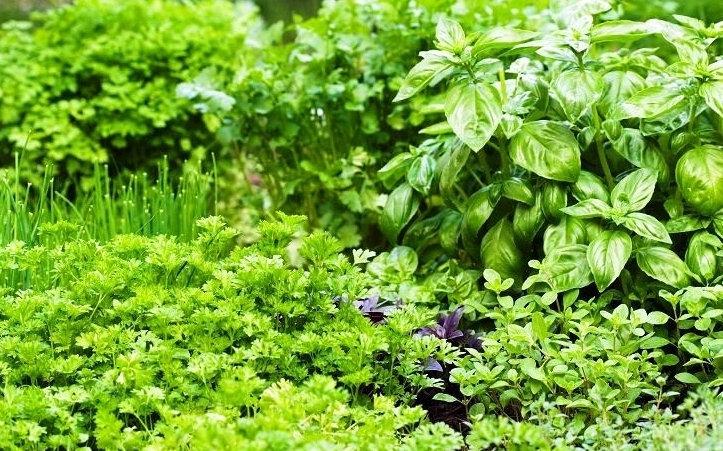 500 Herb Mix seeds - Vesta Market