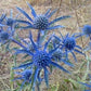 Blue Eryngo 200 seeds Vesta Market