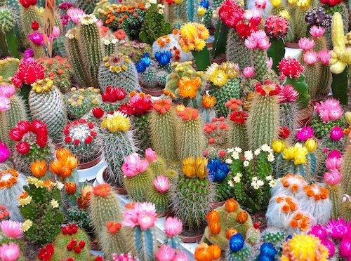Mix of Cactus 30 Seeds - Vesta Market