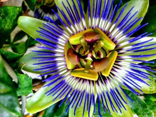 Bluecrown Passionflower 50 seeds Vesta Market