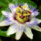 Bluecrown Passionflower 50 seeds Vesta Market