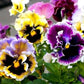 Pansy Rokoko Mixed Colors 50 seeds Vesta Market