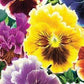 Pansy Rokoko Mixed Colors 50 seeds - Vesta Market