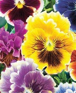 Pansy Rokoko Mixed Colors 50 seeds - Vesta Market