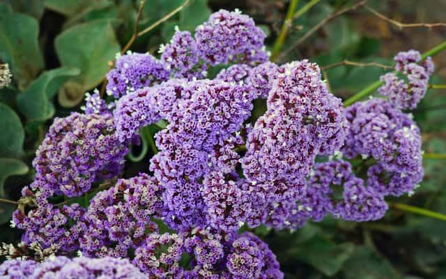 Wavyleaf Sea Lavender Seeds Vesta Market