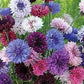 Cornflower Mix Colors - 100 seeds Vesta Market