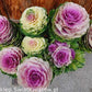Decorative Stalk Sunrise Cabbage - 10 seeds - Vesta Market