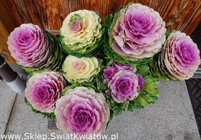 Decorative Stalk Sunrise Cabbage - 10 seeds Vesta Market