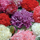 Peony Poppy Mixed Colors 100 seeds - Vesta Market