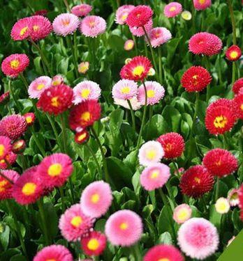Daisy Full Mixed Colors 100 seeds - Vesta Market