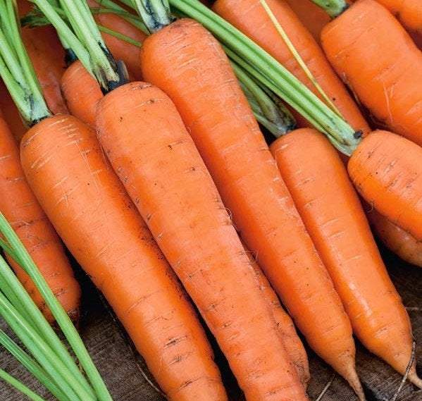 Karotel's Early Carrot 1000 Seeds - Vesta Market