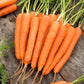 Karotel's Early Carrot 1000 Seeds Vesta Market