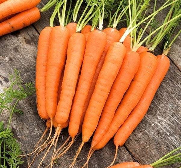 Karotel's Early Carrot 1000 Seeds - Vesta Market