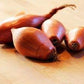 Shallots 1000 seeds Vesta Market