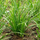 Garlic Chives Allium tuberosum 200 seeds Vesta Market