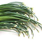 Garlic Chives Allium tuberosum 200 seeds - Vesta Market