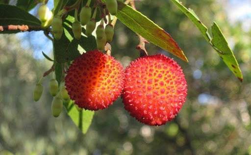 Strawberry Tree rare 20 seeds Vesta Market