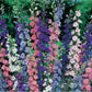 Common Delphinium color mix 500 seeds Vesta Market
