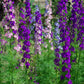 Common Delphinium color mix 500 seeds - Vesta Market