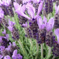 French Lavender 100 seeds - Vesta Market
