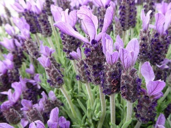 French Lavender 100 seeds Vesta Market
