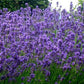Medical Lavender 200 seeds Vesta Market