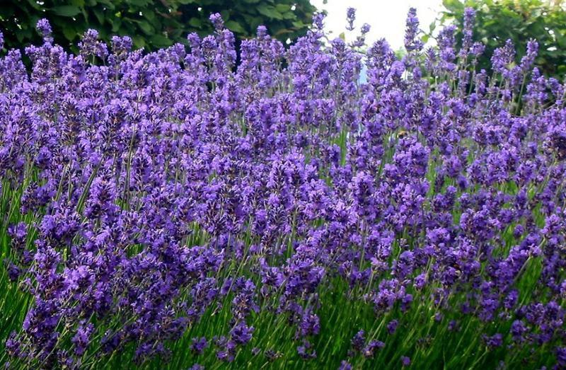 Medical Lavender 200 seeds - Vesta Market