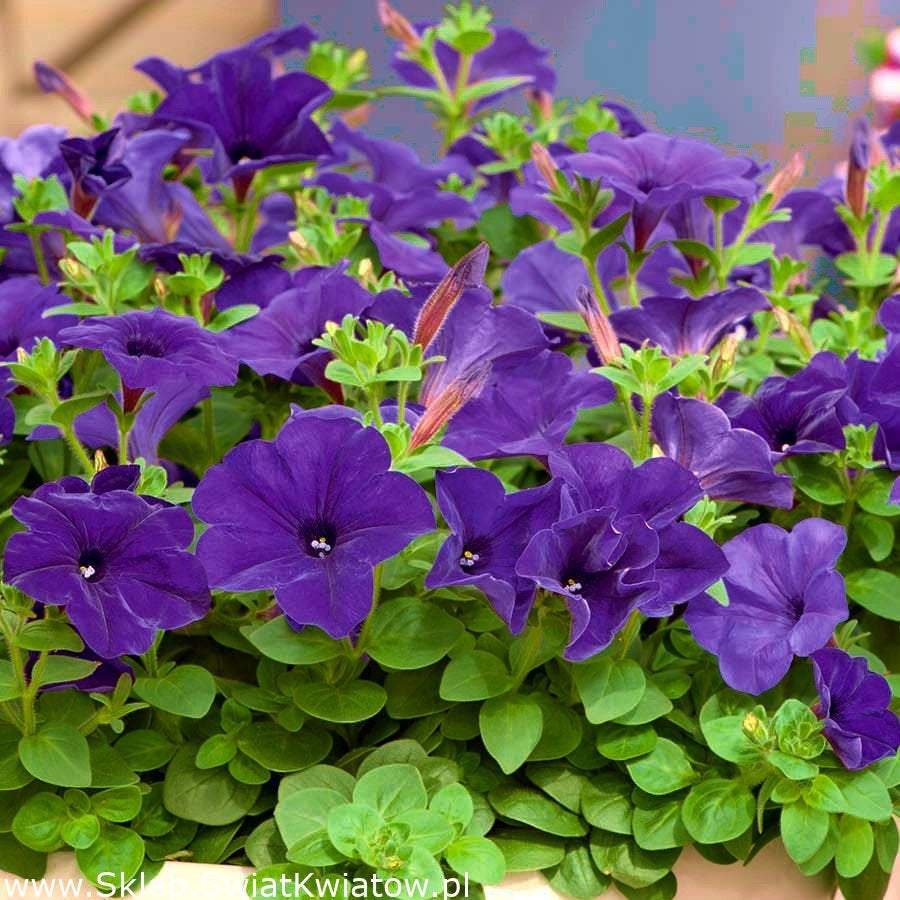 200 seeds PINK Petunia Seeds - Vesta Market