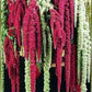 Amaranth Mixture 1000 seeds Vesta Market