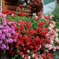 Ivy Geranium Beautiful Flower 5 Seeds Mixed Colors Vesta Market