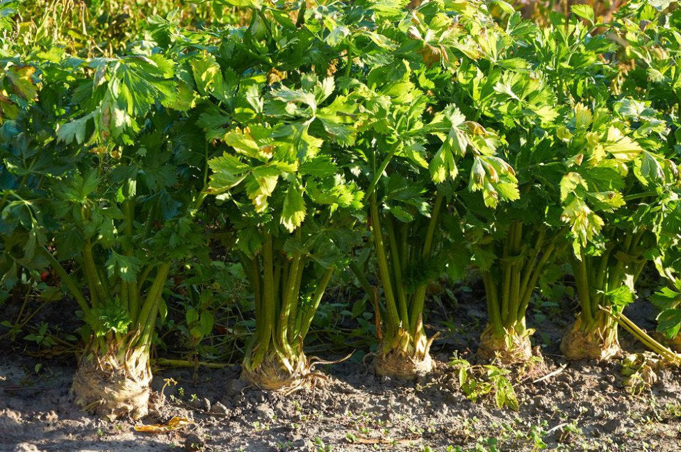 Celery Root Albin 100 Seeds Vesta Market