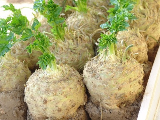 Celery Root Albin 100 Seeds - Vesta Market