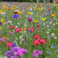 Meadow Wild Flowers Mixture 500 seeds Vesta Market