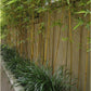 Bamboo Plant 5 seeds - Vesta Market