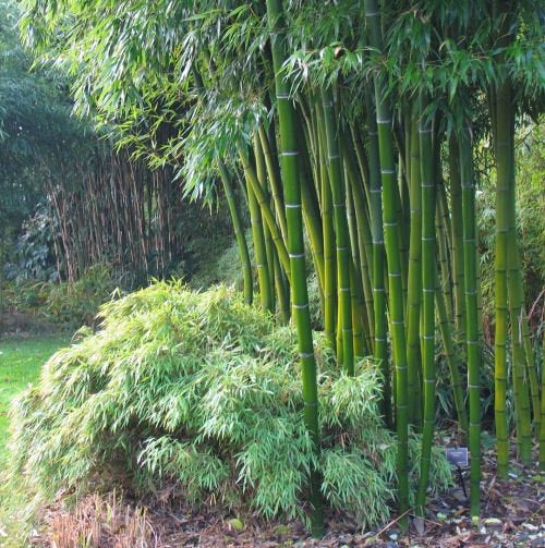 Bamboo Plant 5 seeds Vesta Market