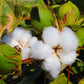 Unique Ornamental Cotton 5 seeds Vesta Market