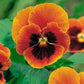 Pansy Orange Botched 100 seeds Vesta Market