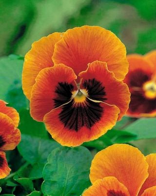 Pansy Orange Botched 100 seeds - Vesta Market