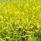 Wild Yellow Sweet Cover - Melilotus officinalis 3 grams - 1000 seeds NON GMO Vesta Market