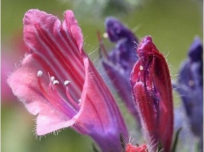 Viper's-Bugloss Flower Mixed 100 seeds Vesta Market